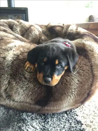 Rottweiler Filhotinho com charme de sobra
