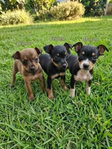 Pinscher miniatura