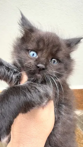 MAINE COON