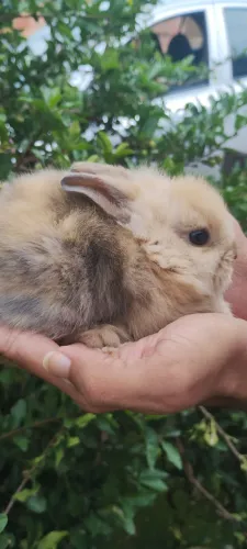 filhote de coelho da raça Mini Lion, leia abaixo 