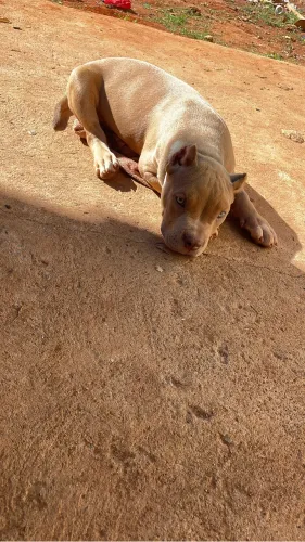 Filhote cachorro