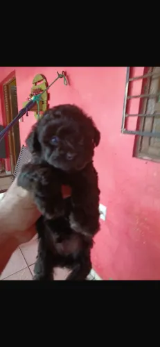 Cachorro 
