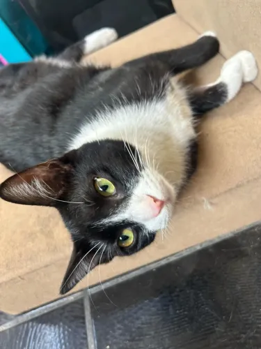 Doacao de gatinhos