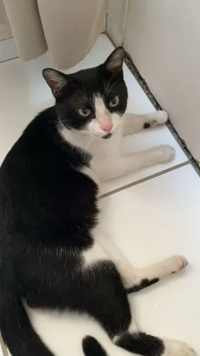 Gato