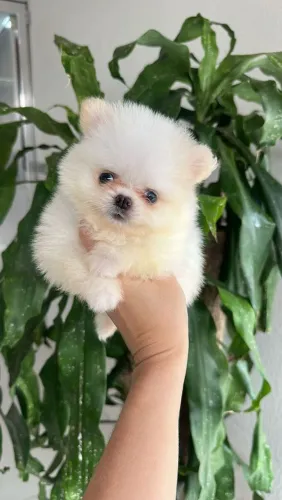Spitz Alemão Anão Macho!! Um Ursinho Lindo.