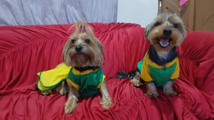 Yorkshire Terrier