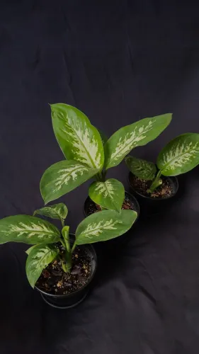 Comigo Ninguém Pode Tropic Snow (dieffenbachia)