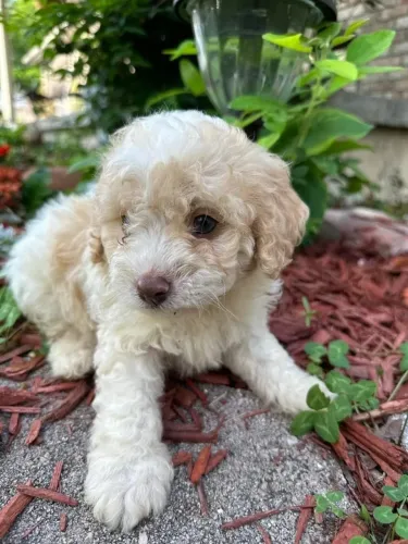 Lindos Filhotes de Poodle para Surpreender no Dia dos Namorados