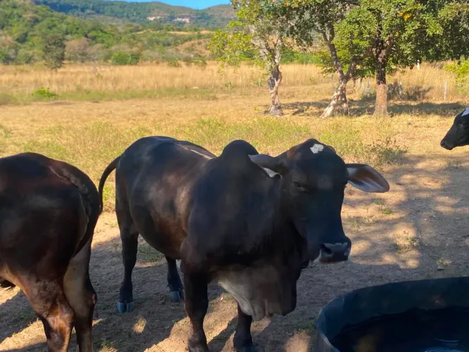 Vaca pequena