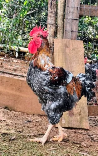 Frangas e frangos sertanejo balão 5 e 9 meses disponíveis 