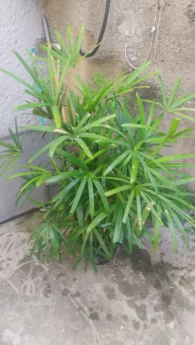 Palmeira Ráfia Grande