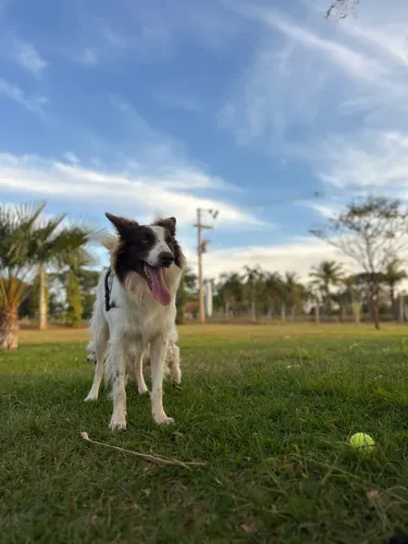 Procuro namorada - Border Collie