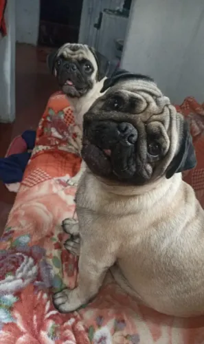 PRE VENDA FILHOTES DE PUG