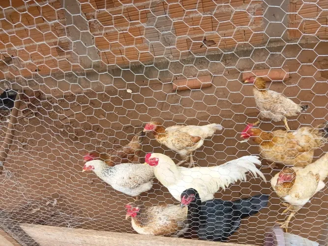 Galos e galinhas