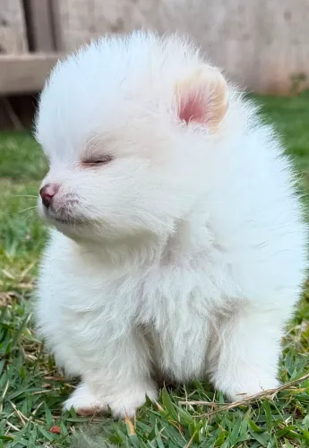 SPITZ ALEMÃO