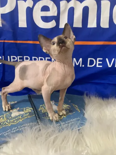 Sphynx linda 2800 abaixei