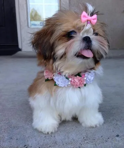 Temos lindas fêmeas de Shih Tzu!!! 