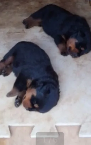 Rottweiler