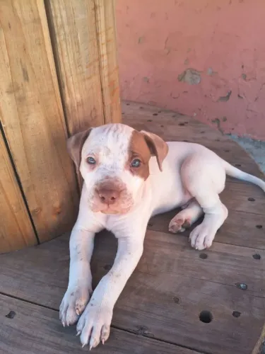 Pitbull
