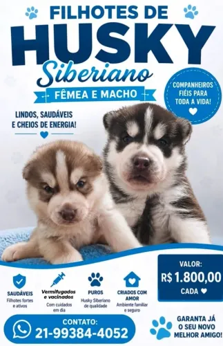 Husky siberiano