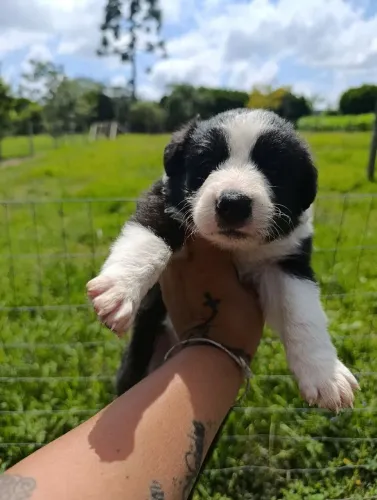 Filhotes de BORDER COLLIE 