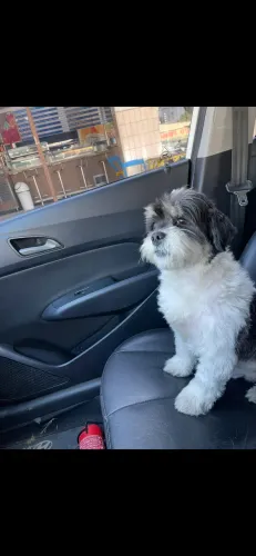 Cachorro Shitzu
