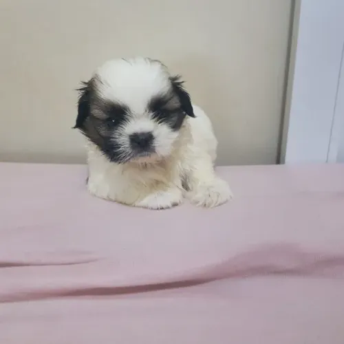 shih tzu machinho