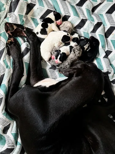 Dogue Alemão Filhotes
