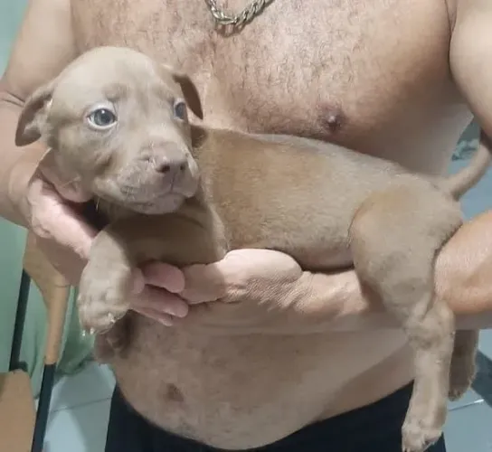 Filhote de pit Bull macho