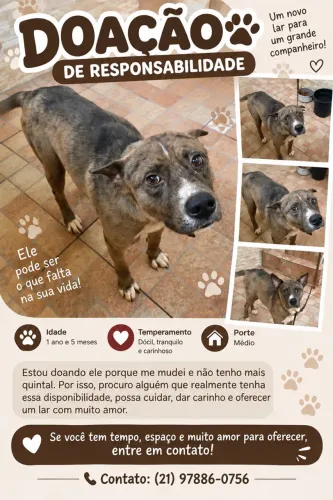 Doação responsável de cachorro macho