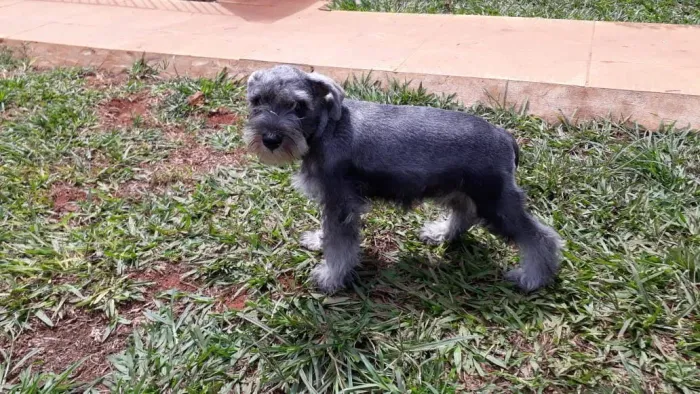 Scnhauzer jovem 8 meses