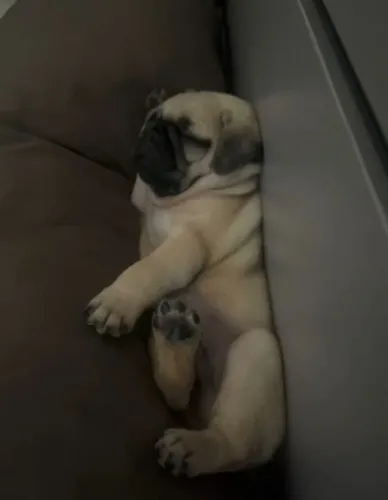 FILHOTE PUG PROMOÇÃO