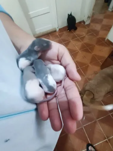 Ratos Twisters Disponíveis 