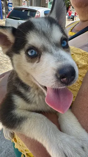 Husky Siberiano - Fêmea