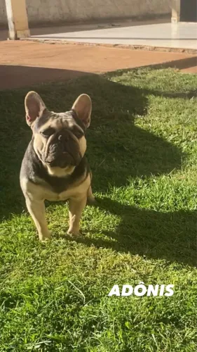 Bulldog francês macho disponível para cobertura 