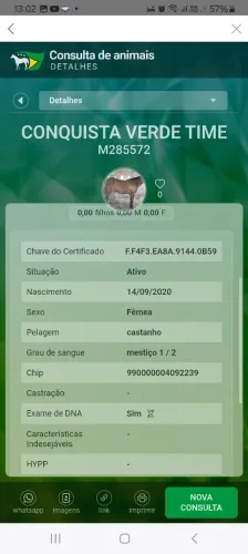 Égua Quarto de milha registrada 