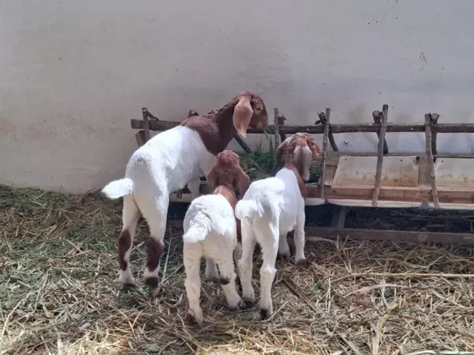 CAPRINOS