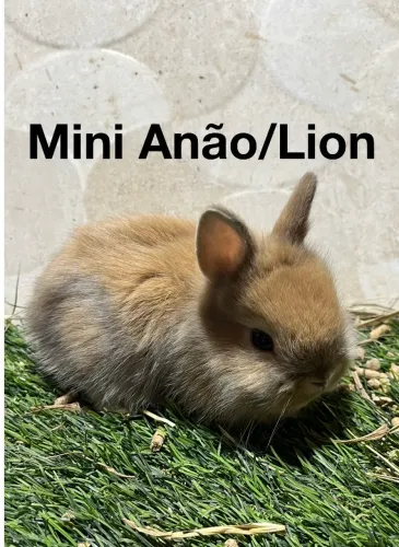 Mini Lion e mini anão