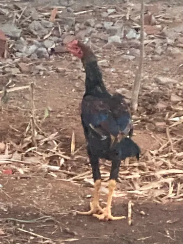 Vendo franguinho índio