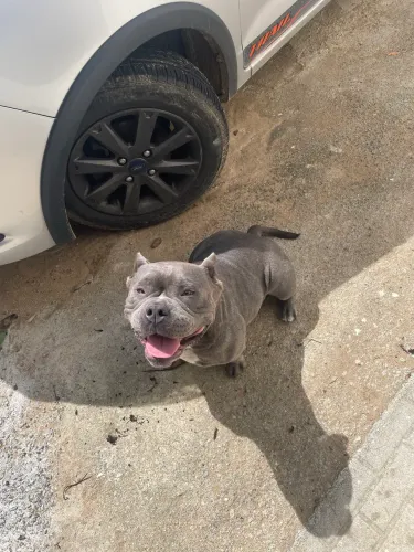 American Bully fêmea 