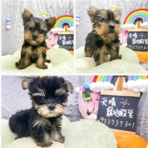 Filhote de cachorro yorkshire vacinado e vermifugado com saude