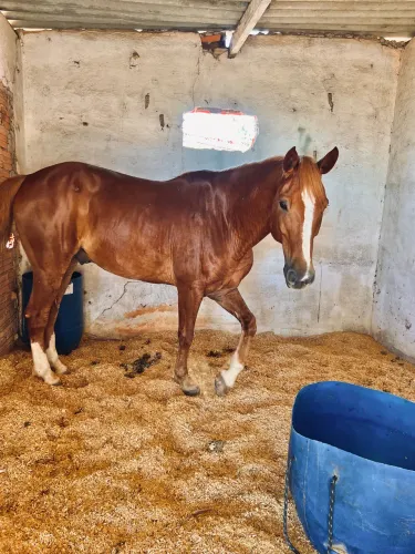 Cavalo Alazão 