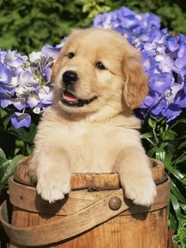 Filhote de Golden Retriever O Amigo Que Vai Fazer Parte da Sua História