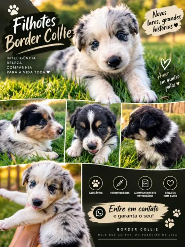 Border Collie Merle Fêmea. Ótima Genética