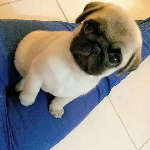 Pug Um pet pronto para construir uma linda história