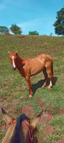 CAVALO MANSO PROPIO PARA CRIANÇA