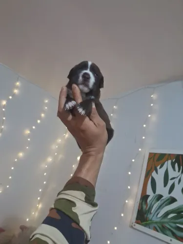 Shih tzu com Yorkshire