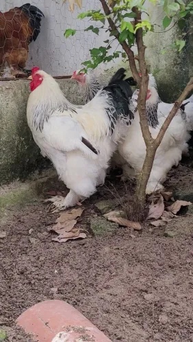 Ovos férteis de Brahma Light 