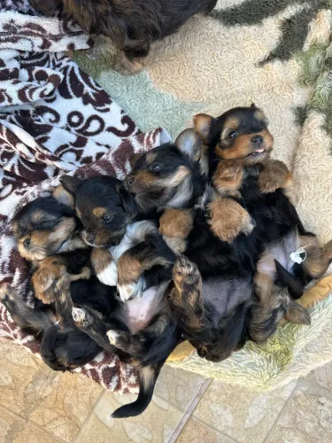 Filhotes de yorkshire disponível fêmea e macho