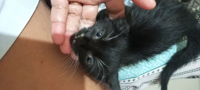 Doação Responsável de Gatinha 